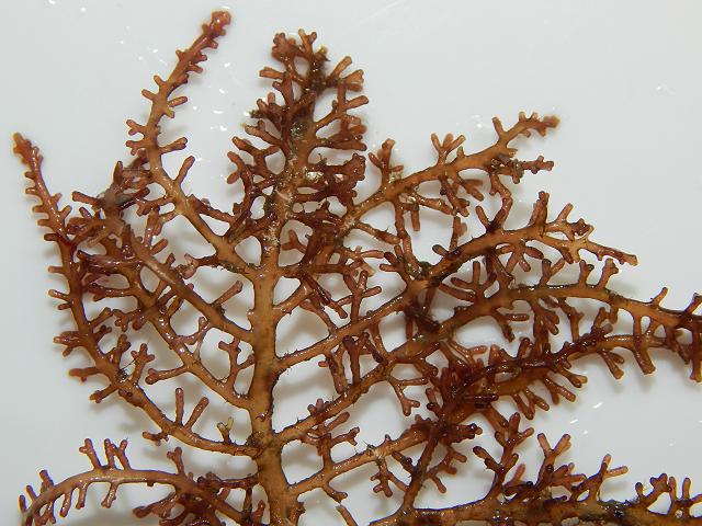 Osmundea truncata Fern weed Red Seaweed Images