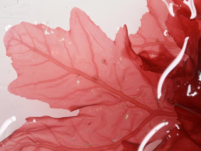 Phycodrys rubens Sea oak Red Seaweed Images