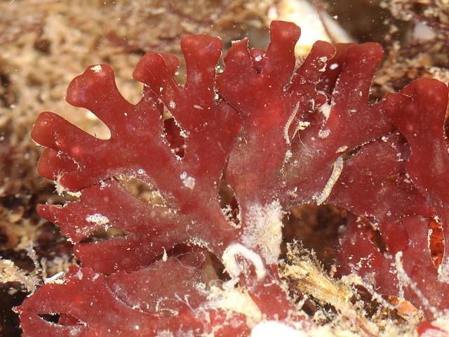 Phyllophora pseudoceranoides Stalked leaf bearer Red Seaweed Images