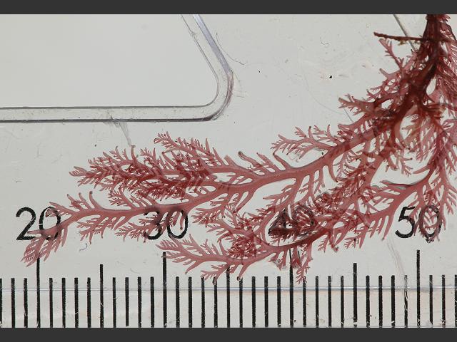 Plocamium nanum Wiry Cocks Comb Red Seaweed Images