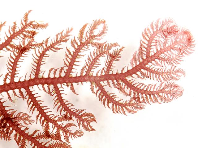 Plumaria plumosa Soft Feather Weed Red Seaweed