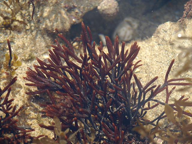 Polyides rotunda rotundus Discoid Fork Weed or Goat Tang Red Seaweed Images
