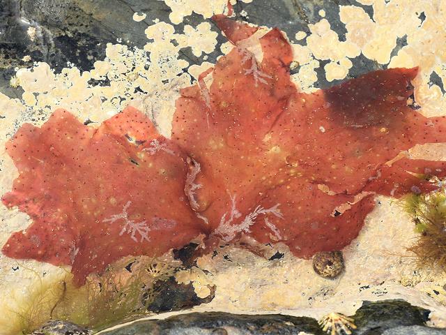 Polyneura bonnemaisonii Crimson Veined Weed Red Seaweed Images