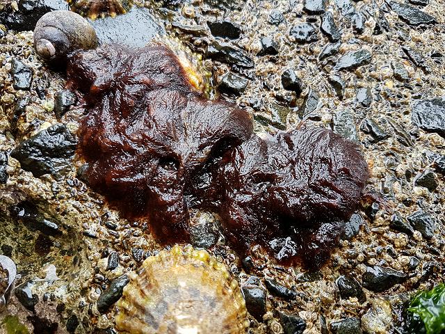 Polysiphonia atlantica Atlantic Siphon Weed Red Seaweed Images