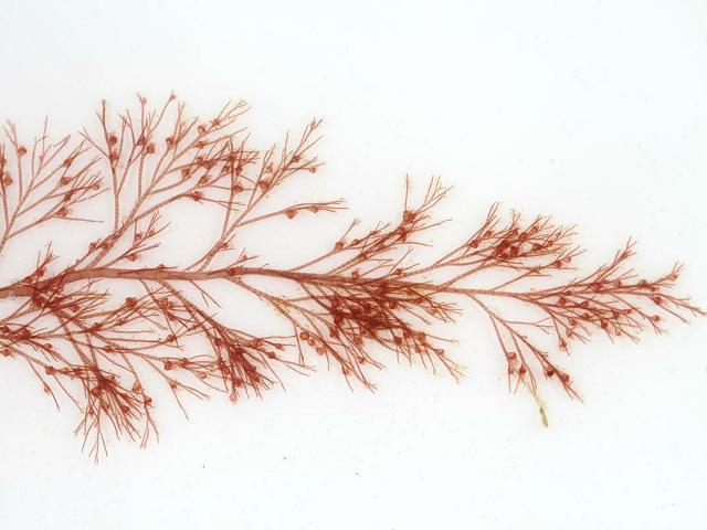 Polysiphonia brodiei Brodies Siphon Weed Red Seaweed Images