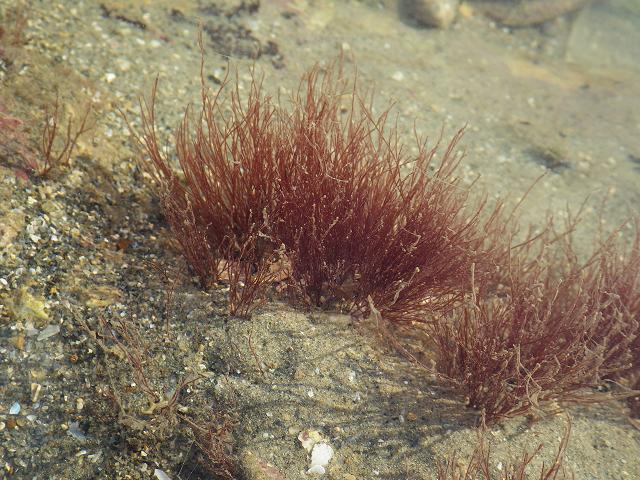 Vertebrata nigra Polysiphonia Twisted Siphon Weed Red Seaweed Images