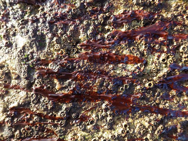 Porphyra linearis Winter Laver Red Seaweed Images