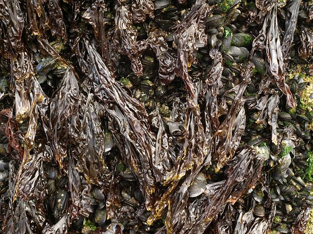 Porphyra purpurea Purple Laver Red Seaweed Images