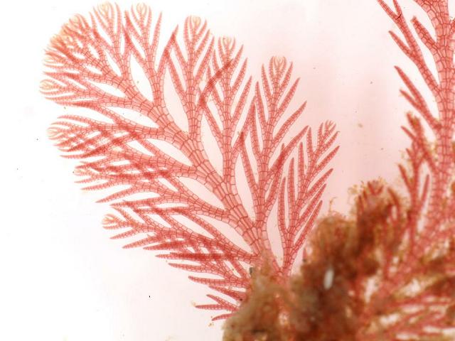 Pterosiphonia parasitica Parasitic Winged Weed Red Seaweed Images