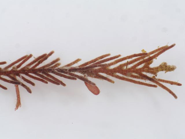 Xiphosiphonia pinnulata Pterosiphonia pinnulata Winged Weed Red Seaweed Images