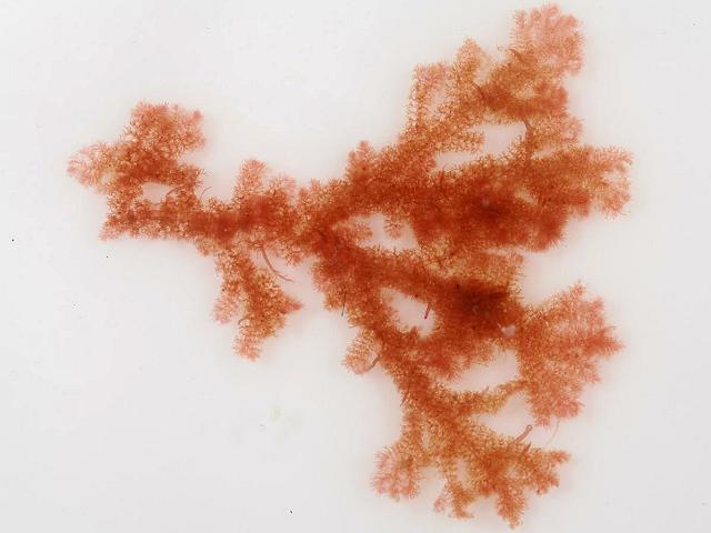 Pterothamnion crispum Whorled Feather Weed Red Seaweed Images