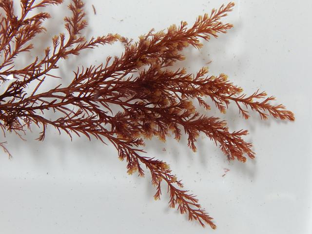 Rhodomela confervoides Straggly Bush Weed Red Seaweed Images