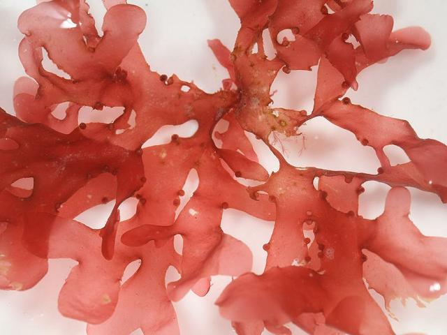 Rhodophyllis divaricata Leafy Rose Weed Red Seaweed Images