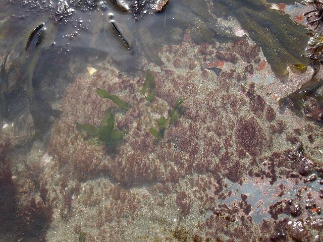 APHOTOMARINE - A photographic guide to aid the recognition and identification of Rhodothamniella floridula A Red Seaweed Red Seaweed Images