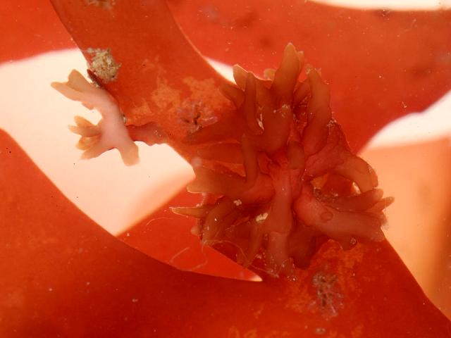 Rhodymeniocolax red algae parasitic of Rhodymenia species Seaweed Images