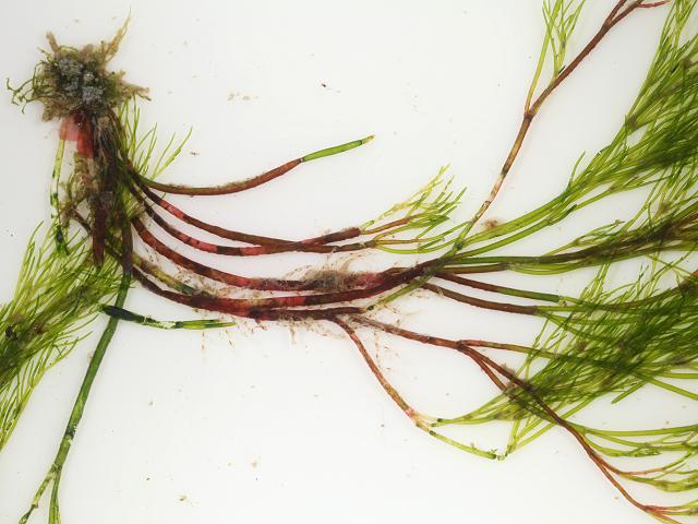 Schmitziella endophloea An endophytic algae of Cladophora pellucida Red Seaweed images
