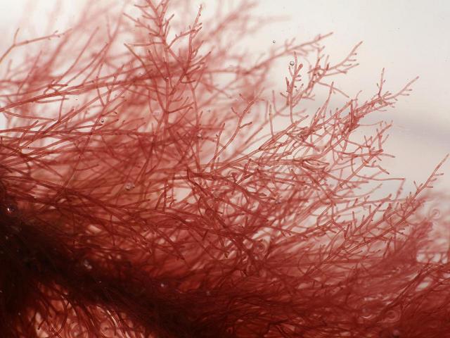 Spermothamnion repens Red Seaweed Images