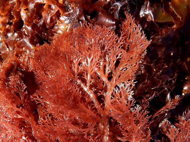 Sphaerococcus coronopifolius Berry Wart Cress Red Seaweed Images