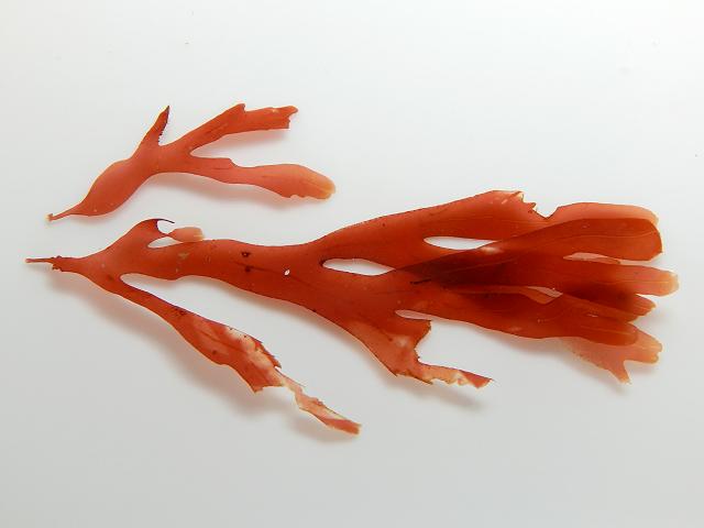 Stenogramma interruptum Stenogramme interrupta Papery Fan Red Seaweed Images