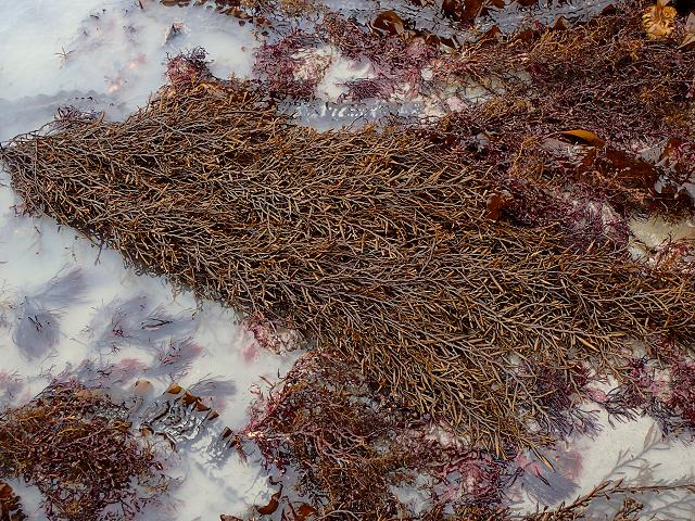 Halidrys siliquosa Sea Oak Pod weed Brown Seaweed Images