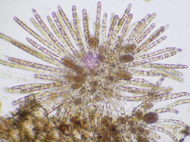 Myriactula stellulata brown algal epiphyte of Dictyota dichotoma Seaweed Images