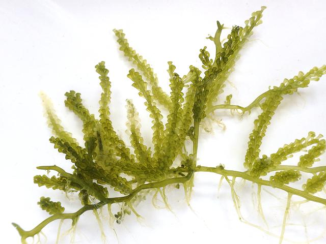 Caulerpa racemosa sea Grapes non native invasive alien horizon species green seaweed images