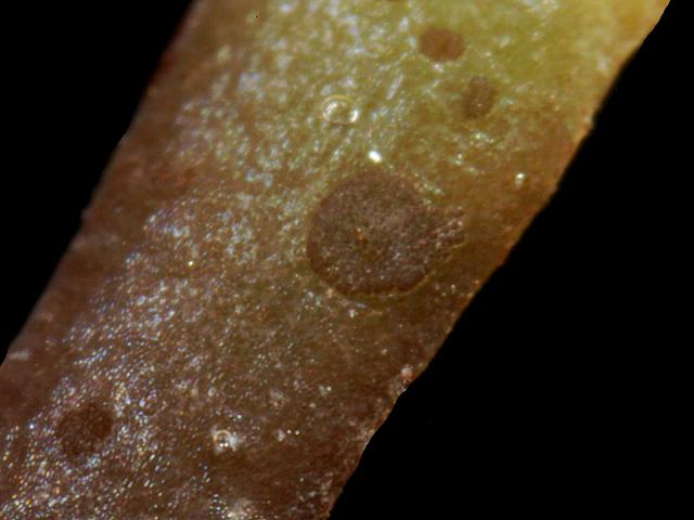 Ulvella setchellii an epiphyte on Osmundea pinnatifida Green seaweed images
