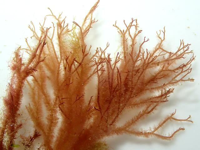 Acrochaetium Acrochaetioid acrochaetiaceae algal epiphyte ceramium red seaweed algae images