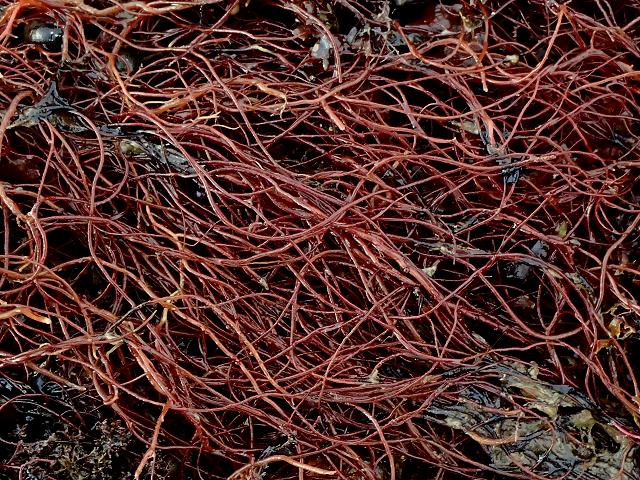 Agarophyton vermiculophyllum syn Gracilaria vermiculophylla Worm or Black Wart Weed Red Seaweed Images