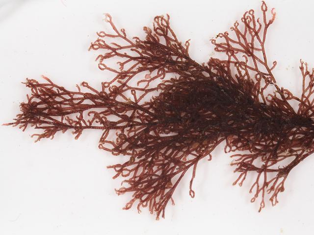 Ceramium echionotum Simply Spined Banded Pincer Weed Red Seaweed Images