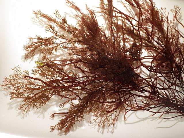 Ceramium secundatum Banded Pincer Weed Red Seaweed Images