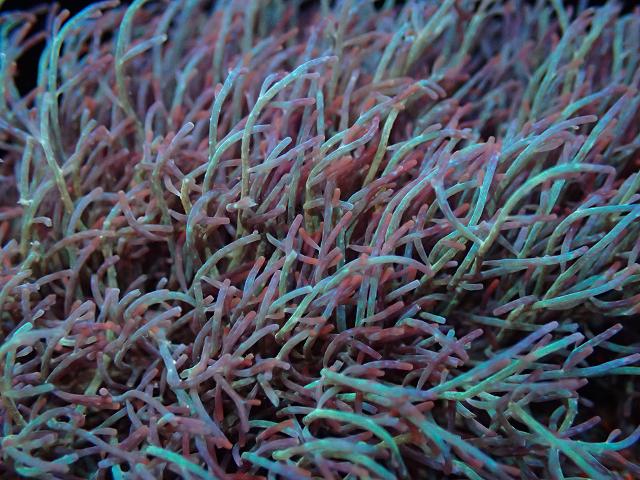 Chondria coerulescens Iridescent Cartilage Weed Red Seaweed Images