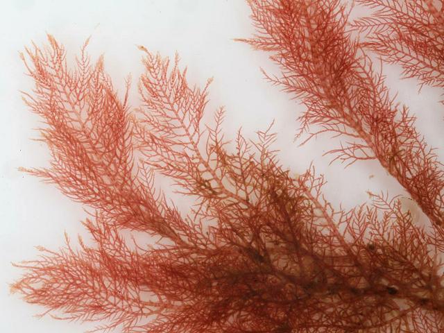 Compsothamnion gracillimum Most Graceful Elegant Small Bush Weed Red Seaweed Images
