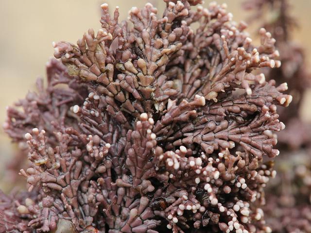 Corallina caespitosa Tufted Coral Weed Coralline Red Seaweed Images