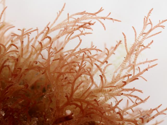 Crouania attenuata Small Banded Jelly Weed Red Seaweed Images