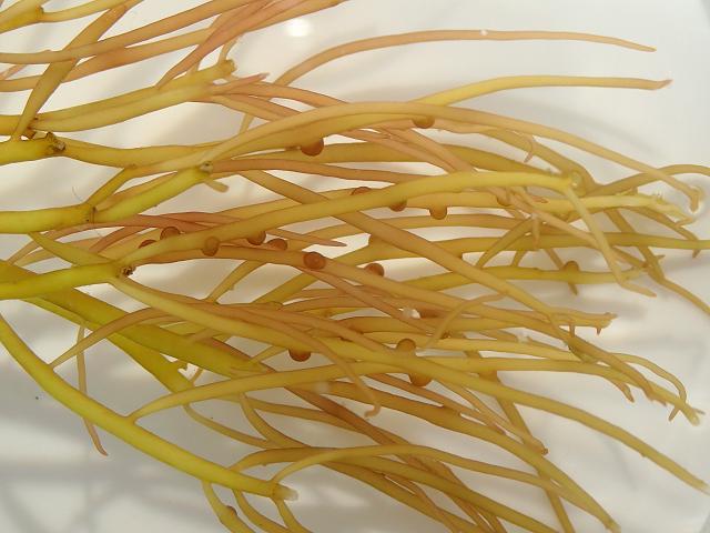 Gracilaria gracilis Slender Wart Weed Red Seaweed Images