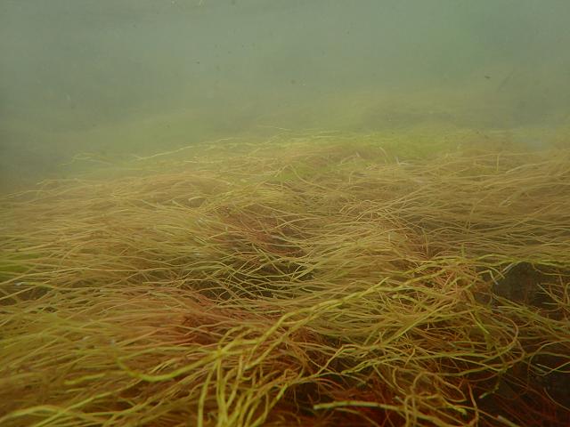 Gracilariopsis longissima Long Wart Weed Red Seaweed Images