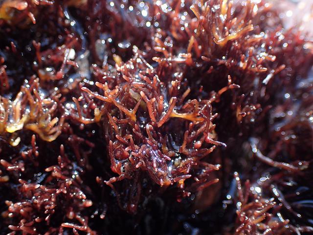 Gymnogongrus griffithsiae Mrs Griffiths's Fan Weed Red Seaweed Images