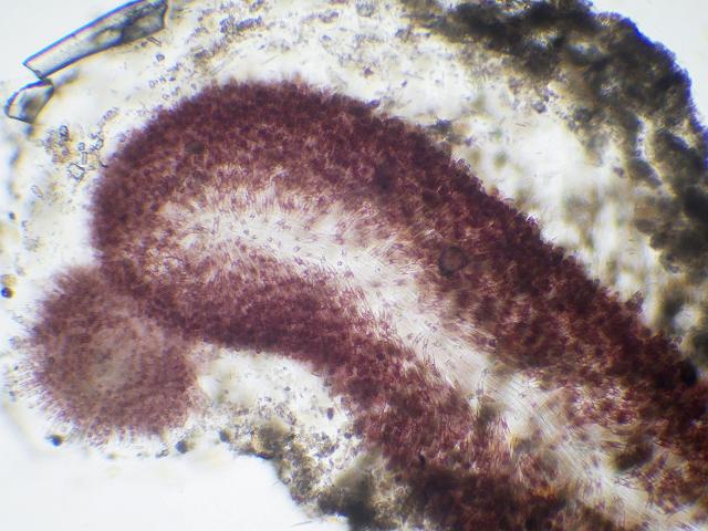 Helminthora divaricata an obligate epiphyte on Polyides rotundus Red Seaweed images