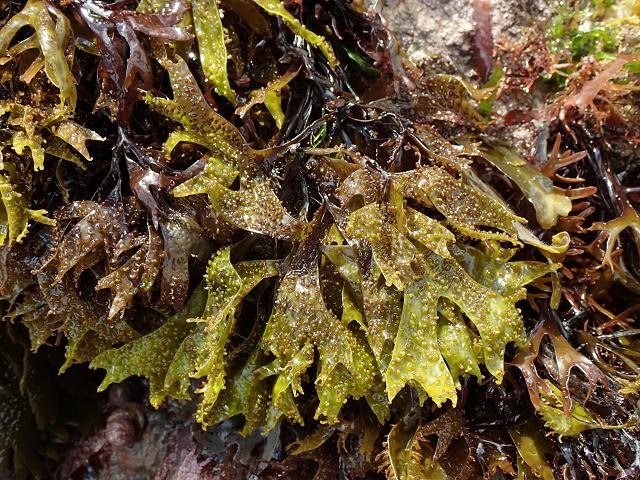 Mastocarpus stellatus Petrocelis cruenta Gigartina stellata False Irish Moss or Agar Weed Red Seaweed Images