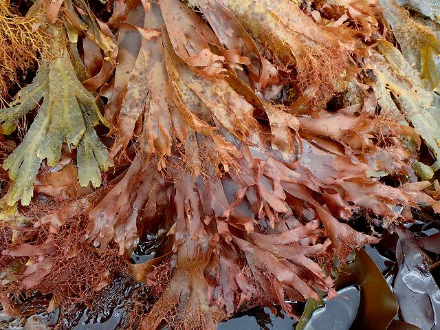 APHOTOMARINE - A photographic guide to aid the recognition and identification of Palmaria palmata Dulse Dillisk or Crannach Red Seaweed Images