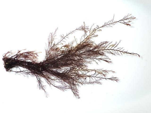 Vertebrata fucoides Polysiphonia Siphon Weed Red Seaweed Images