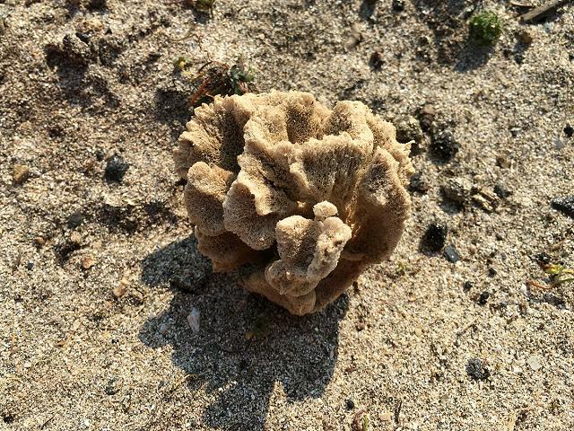 Axinella damicornis Crumpled duster sponge Porifera Images