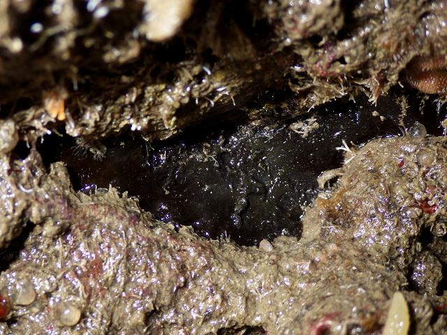 Dercitus bucklandi Black tar sponge Porifera Images
