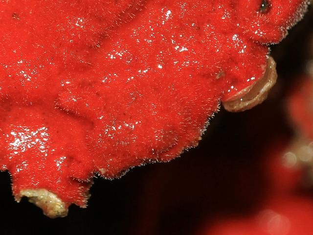 Eurypon species possibly major Sponge Porifera Images