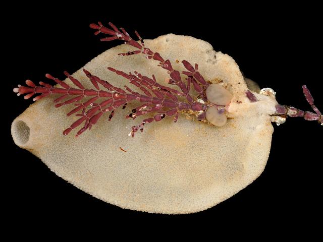 Grantia compressa Compressed purse sponge Porifera Images