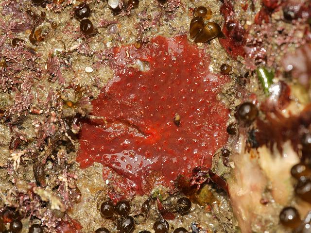Hymedesmia jecusculum encrusting hymedesmiidae hymedesmiid sponge porifera images