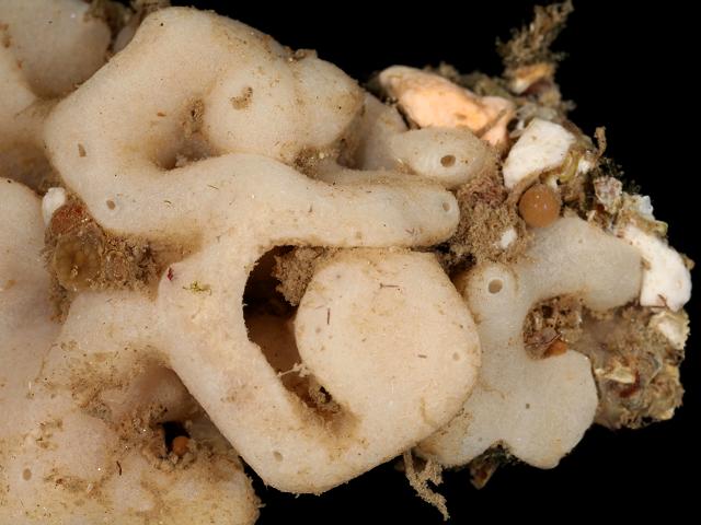 Leuconia nivea calcareous sponge Porifera Images