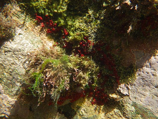 Oscarella species Flesh sponge Porifera Images