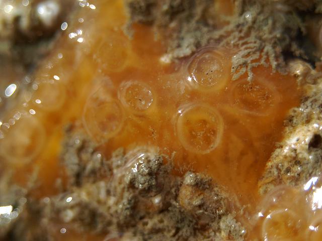 Phorbas fictitius hymedesmiidae hymedesmiid sponge porifera images
